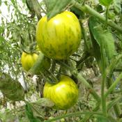 Plant Tomate Green Zebra Maraicher bio