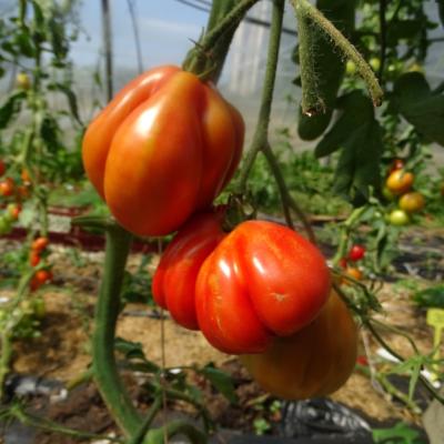 Plant Tomate Ancienne Liguria bio (Precommande)