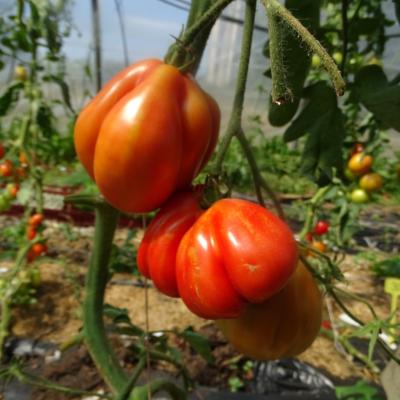 Plant Tomate Ancienne Liguria maraicher bio