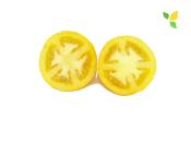 Plant Tomate Ancienne Brandywine Yellow bio (Precommande)