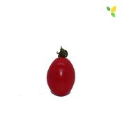 Plant Tomate Prune Rouge Maraicher bio