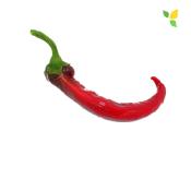 Plant Piment Doux Petit Marseillais bio (Precommande]