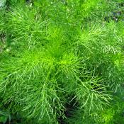 Plant Aneth officinale Bio (Precommande)