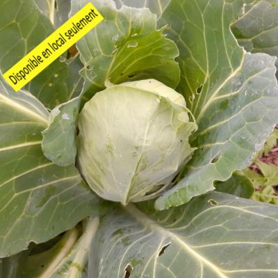 Plant Chou Cabus blanc Bio - Barquette de 10 plants