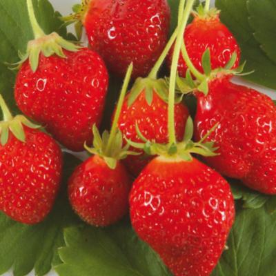 Plant fraisier remontante Cirafine bio (Precommande)