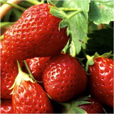 Plant fraisier remontante Mara des Bois bio (Precommande)