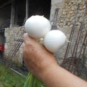Plant Oignon blanc Bio - Barquette de 10 mottes (Precommande]