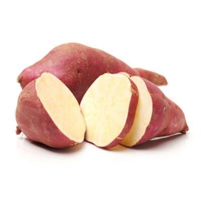 Plant patate douce Blanche Satsunai-Imo Bio (Precommande]