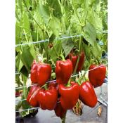 Plant poivron Quadrato d'Asti Rosso bio (Precommande]