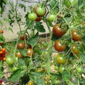 Plant Tomate Cerise Noire bio