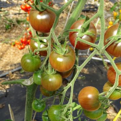 Plant Tomate Cerise Noire bio (Precommande)