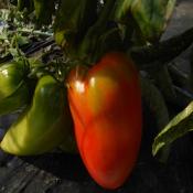 Plant Tomate Ancienne Cornue Andine bio
