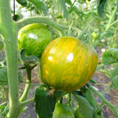 Plant Tomate Ancienne Green Zebra bio (Precommande)