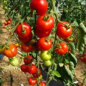 Plant Tomate Ancienne Matina bio (Precommande)
