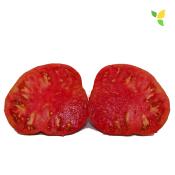 Plant Tomate Ancienne Beefsteak bio (Precommande)