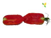 Plant Tomate Ancienne Cornue Andine bio | Magasin Pro