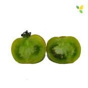 Plant Tomate Ancienne Green Zebra bio (Precommande)