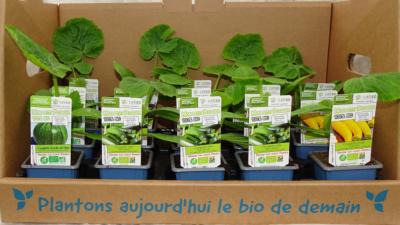 PLCOJ1 | Panache de 15 plants courgettes bio- vert, jaune ou ronde