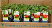 PLTOJ3 | Plants tomates Coeur de Boeuf et Marmande bio