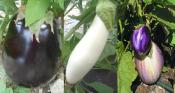PLAPJ1 | Panache de 15 plants aubergines bio de couleurs et formes | Cooperative CABSO