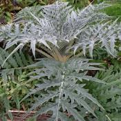 Plant Artichaut gros vert Globe Magasin Bio | Magasin Pro