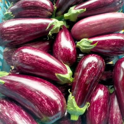 Plant d'aubergine striée Nerea F1 Maraicher bio