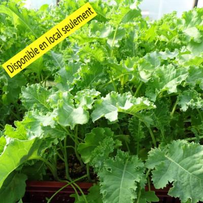 Plant Chou Kale vert Bio - Barquette de 10 plants