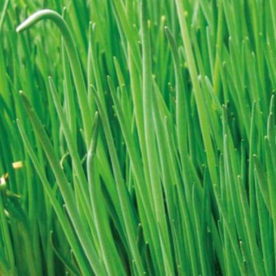Plant Ciboulette Staro format Motte Maraicher Bio