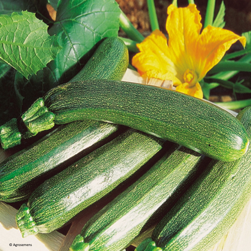 COURGETTE Black beauty Bio - La Semence Bio