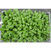 Plant Epinard Meerkat Bio - Gamme Pro - Caisse 120 Mottes