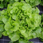 Plant Feuille Chêne Blonde Sarbacane Bio - Gamme Pro- Demi-Caisse 64 Mottes