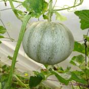 Plant melon Charentais Vielle de France Maraicher Bio