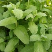 Plant Menthe Egyptienne Bio (Precommande)