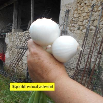 Plant Oignon blanc Bio - Barquette de 10 mottes