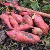 Plant patate douce Beauregard bio (Precommande]