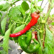 Plant Piment Doux des Landes bio (Precommande]