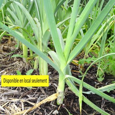 Plant poireau d'été Bio - Barquette de 10 mottes