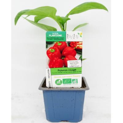 PLPPJ1 | Panache de 15 plants poivrons bio de couleurs et formes | Cooperative CABSO