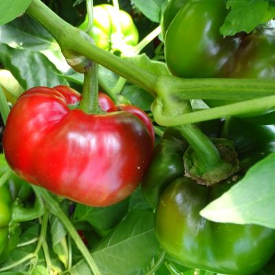 Plant Poivron Tomate rouge Maraicher bio