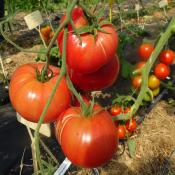 Plant Tomate Ancienne Brandywine Rose bio (Precommande)