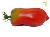 Plant Tomate Cornue Andine Maraicher bio