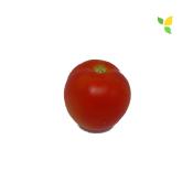 Plant Tomate Ancienne Monda Montfavet bio (Precommande)