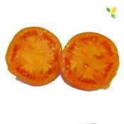 Plant Tomate Ancienne Orange Queen bio (Precommande)