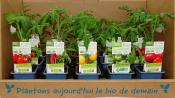 PLTOJ4 | Mélange de 15 plants tomates anciennes Bio | Cooperative CABSO