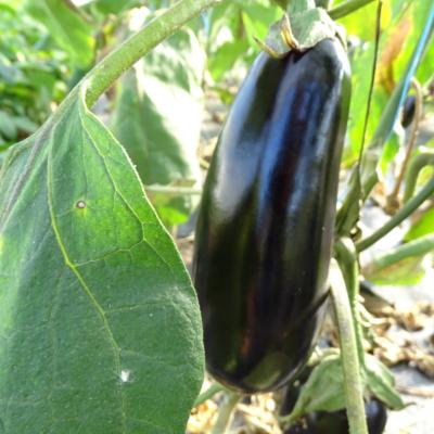 Plant d'aubergine longue violette Diamond bio (Precommande)