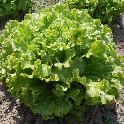 Plant Batavia Blonde Fripone Bio - Gamme Pro- Caisse 120 Mottes