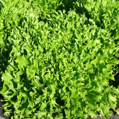 Plant Batavia Blonde Bifrie Bio - Gamme Pro- Demi-Caisse 64 Mottes