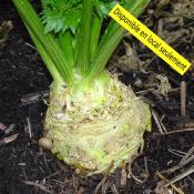 Plant Céleri Rave Bio - Barquette de 10 mottes