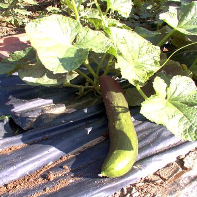 Plant de concombre Long Maraicher, Maraicher bio