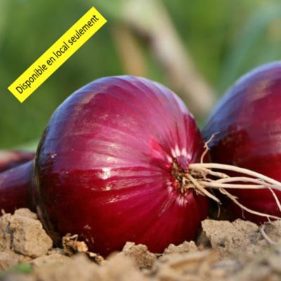 Plant Oignon rouge Bio - Barquette de 10 mottes